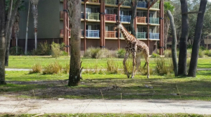 giraffe by rooms