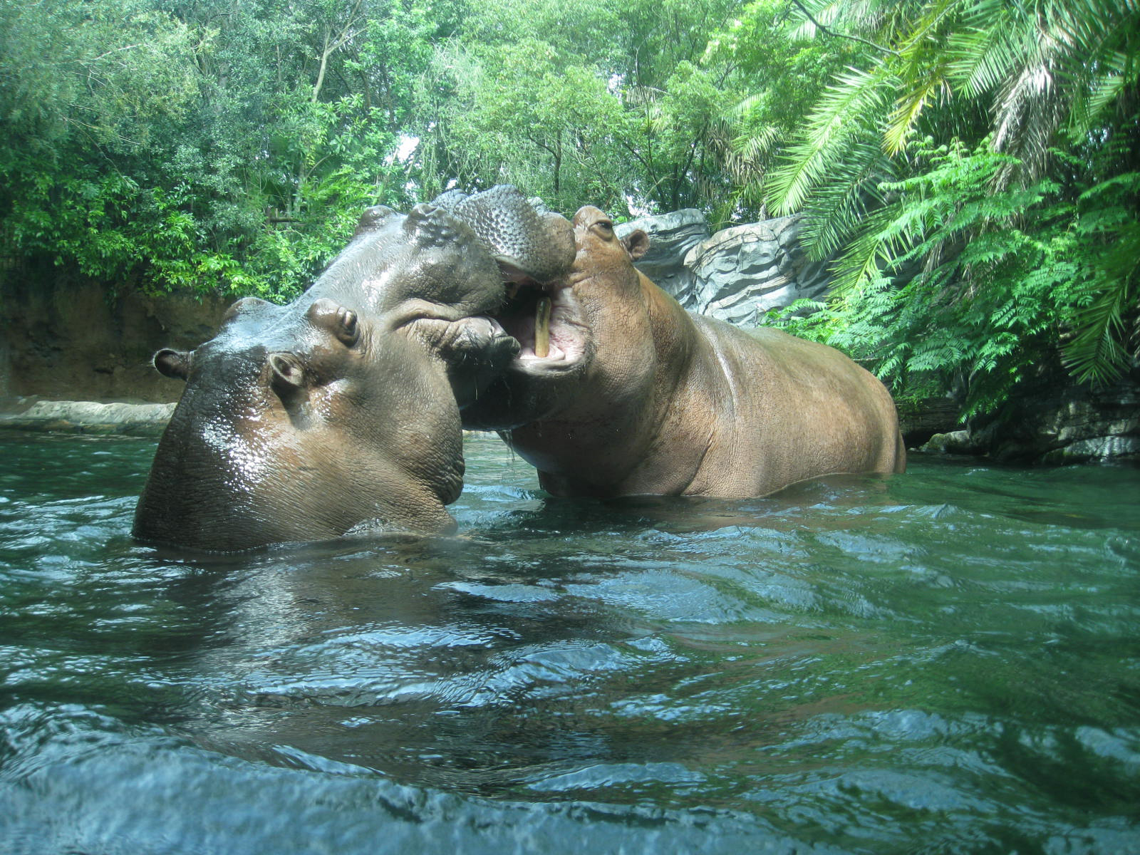 Gorilla Falls Exploration Trail - Animal Kingdom - Disney World - Walt