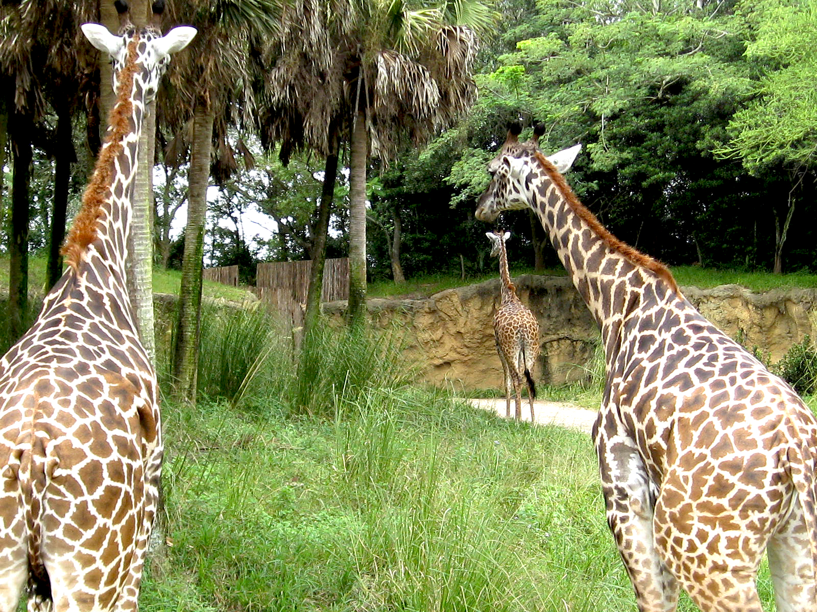 safari animal kingdom animals