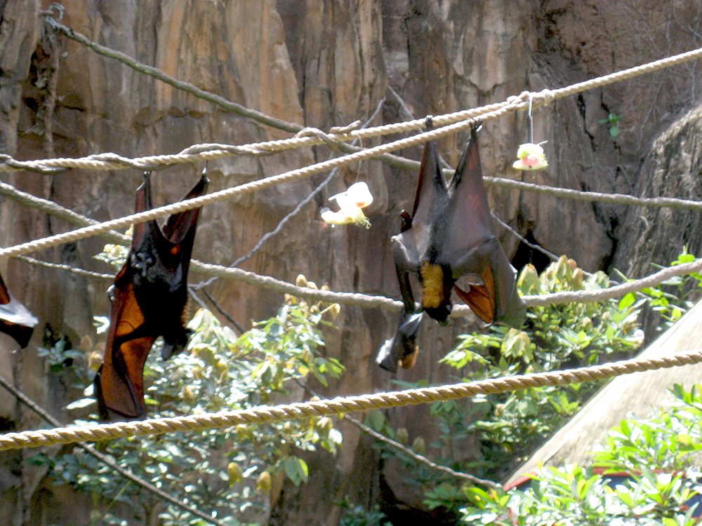 Maharaja Jungle Trek bat cage area 2
