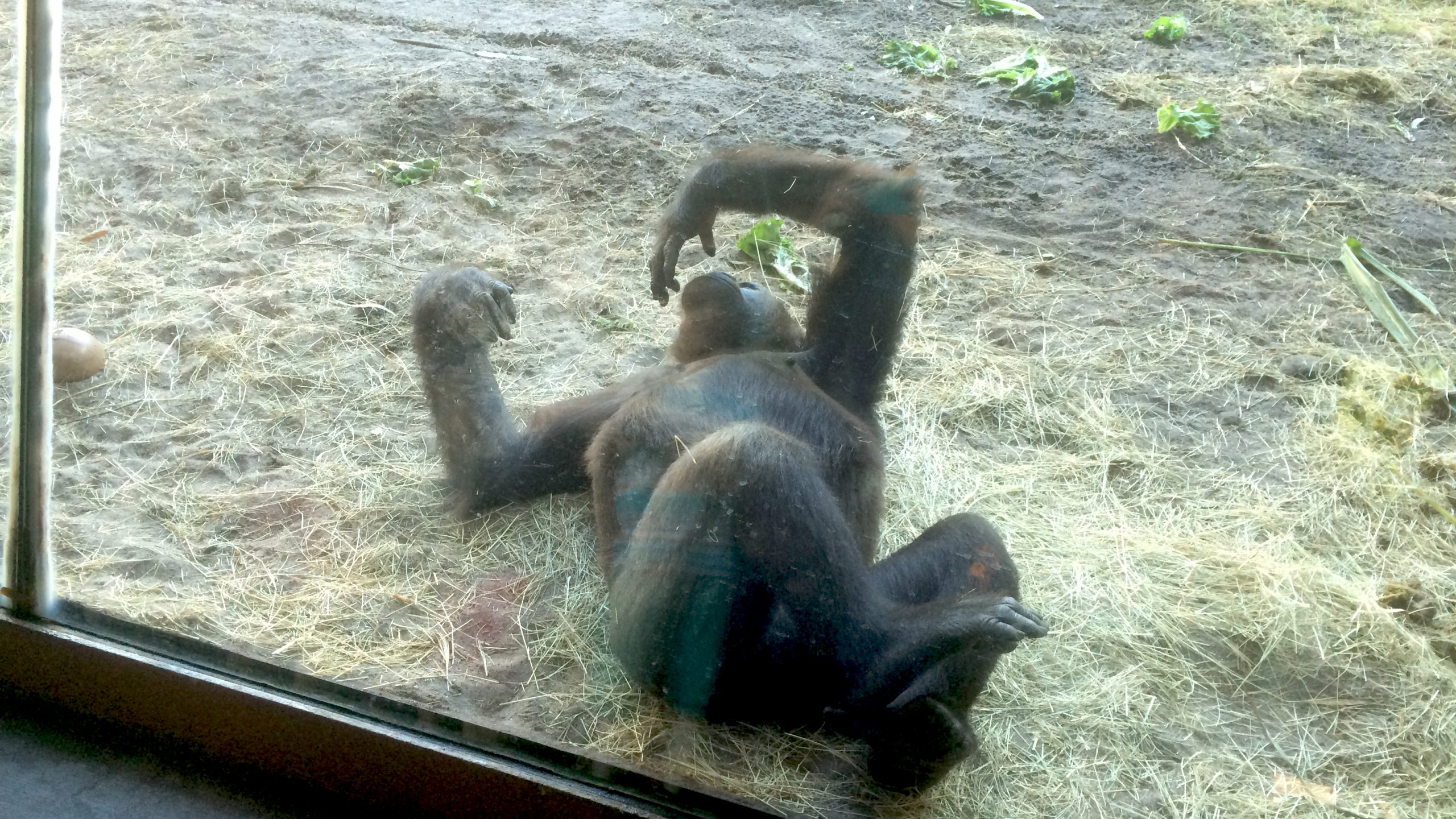 Gorillas hang out right on the other side of the glass