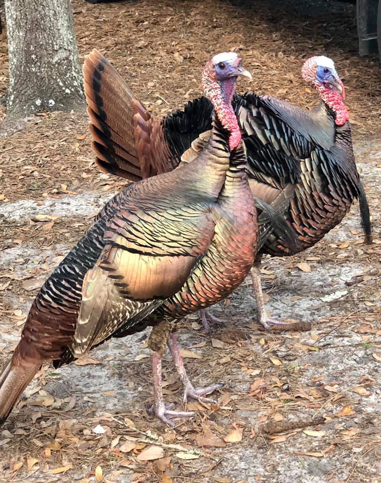 Turkeys on property at Disney's Fort Wilderness 