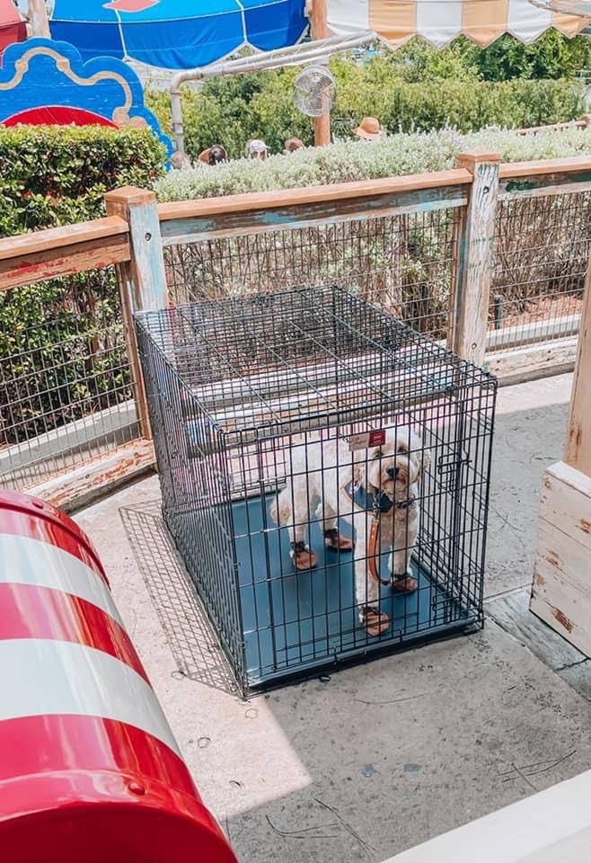 Service dog in a crate at Disney World ride