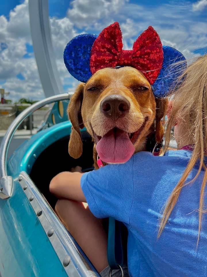 Happy dog on the Astro Orbiter Disney World ride