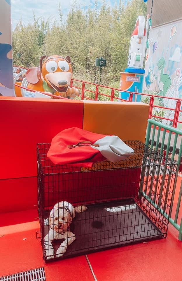 Service dog in a crate with my stuff at Disney World ride