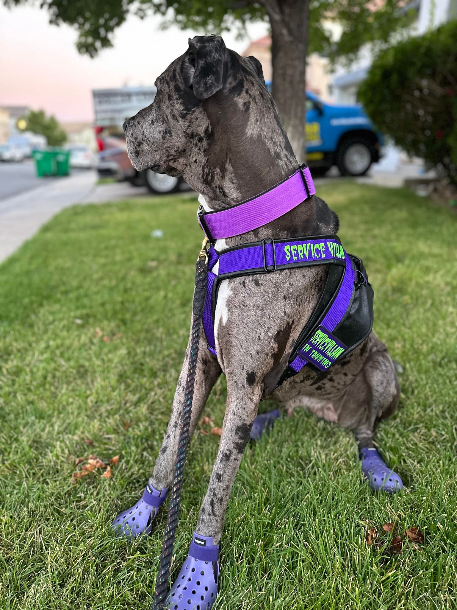 Service dog outlet boots