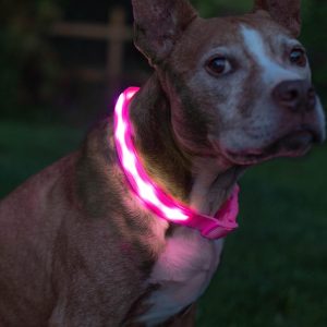 Dog with a light up collar